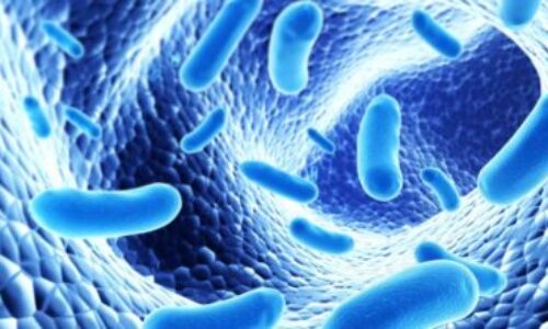 The GA-map® Dysbiosis Test was used for microbiota determinations of the effects of high intake of cod or salmon